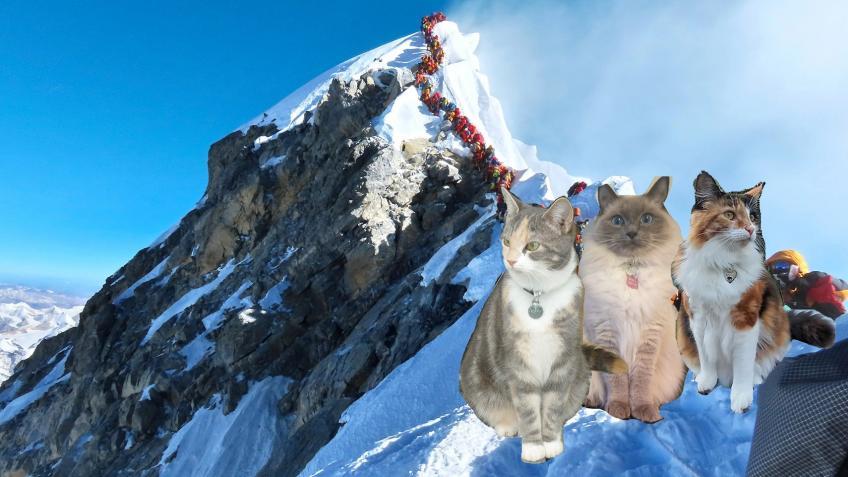 Jason climbs the equivalent of Mt Everest for cat charities